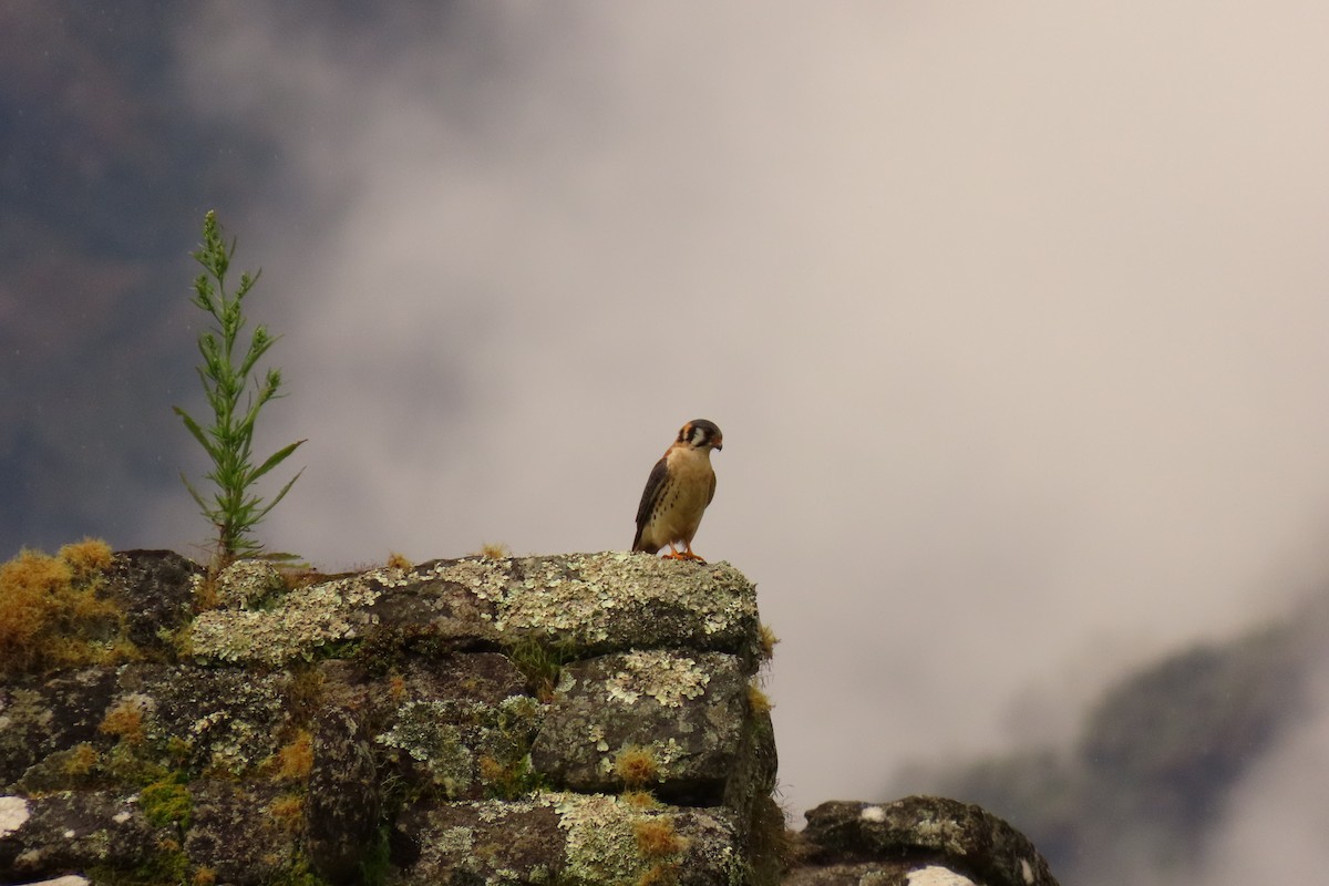 American Kestrel - Álvaro José Rodríguez Cardona