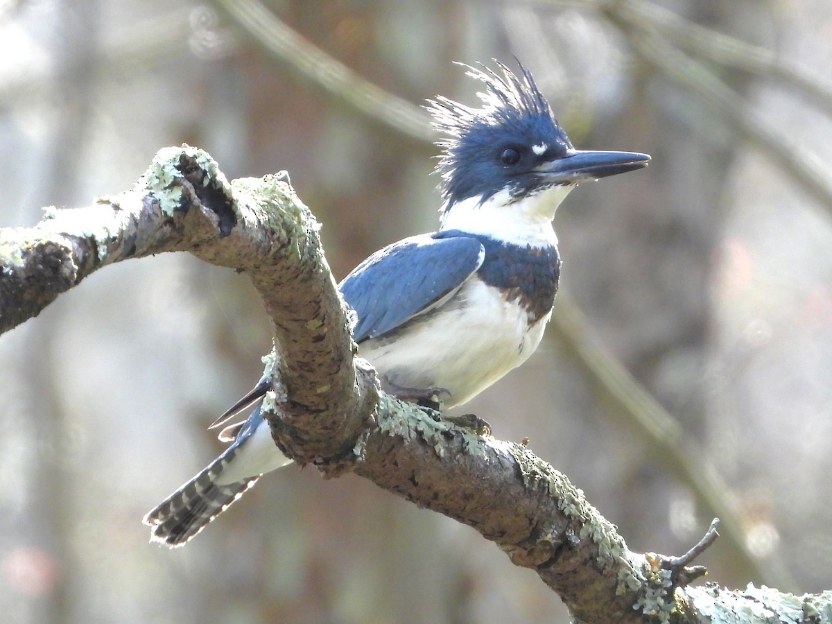 Belted Kingfisher - ML616294164