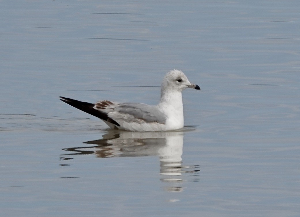 Ring-billed Gull - ML616294165