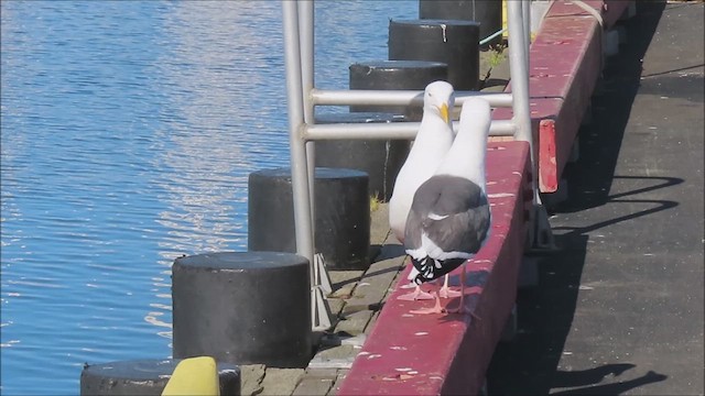 Western Gull - ML616294190