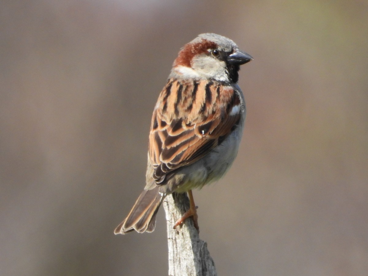 House Sparrow - ML616294196