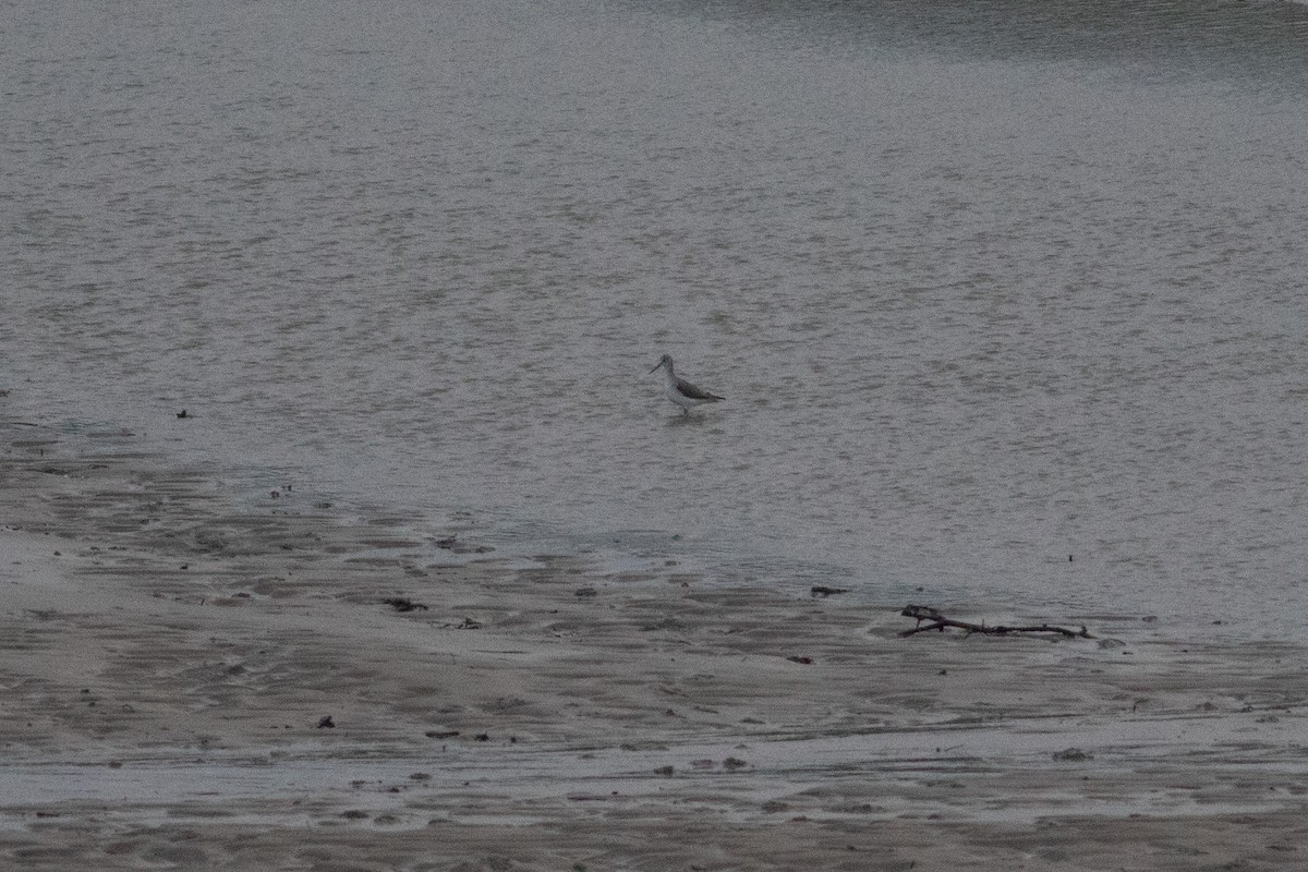 Common Greenshank - ML616294213