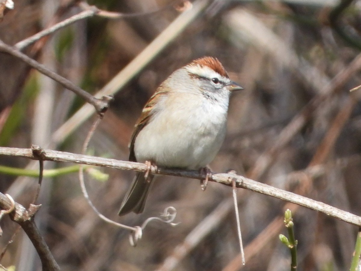 Chipping Sparrow - ML616294215