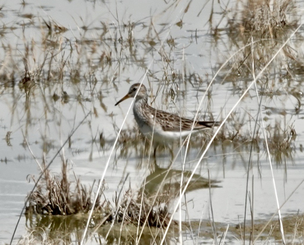 Bécasseau à poitrine cendrée - ML616294223