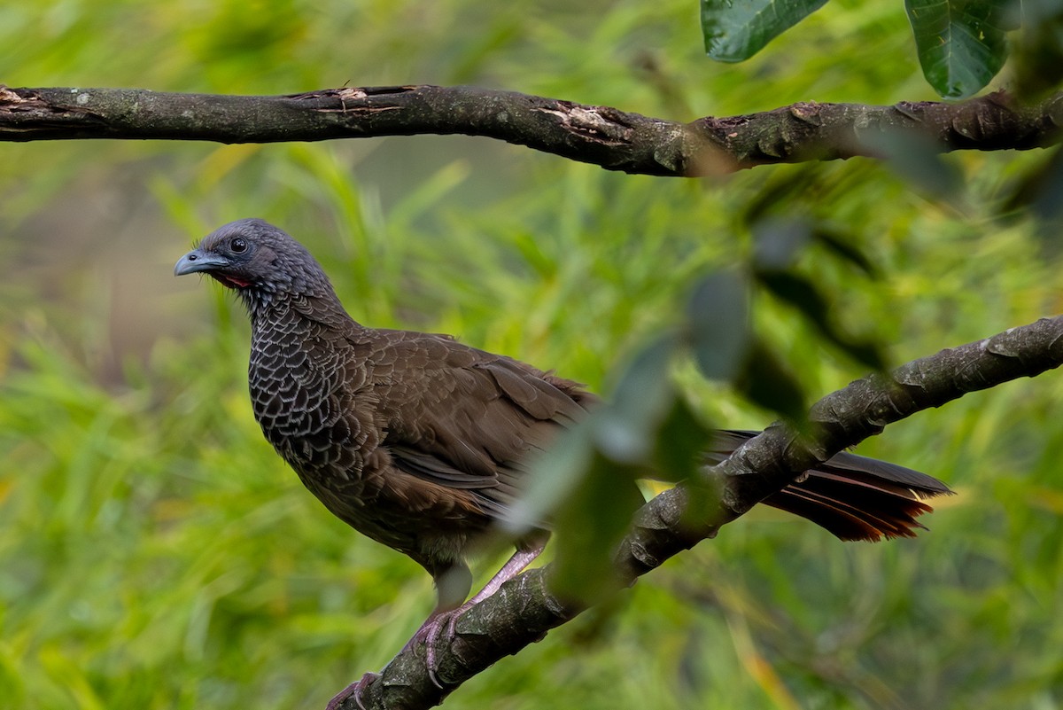 Chachalaca Colombiana - ML616294227