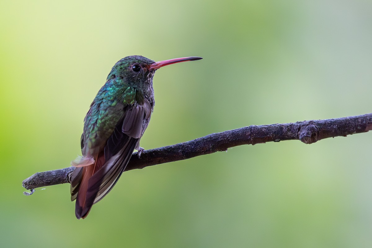 Rufous-tailed Hummingbird - ML616294249