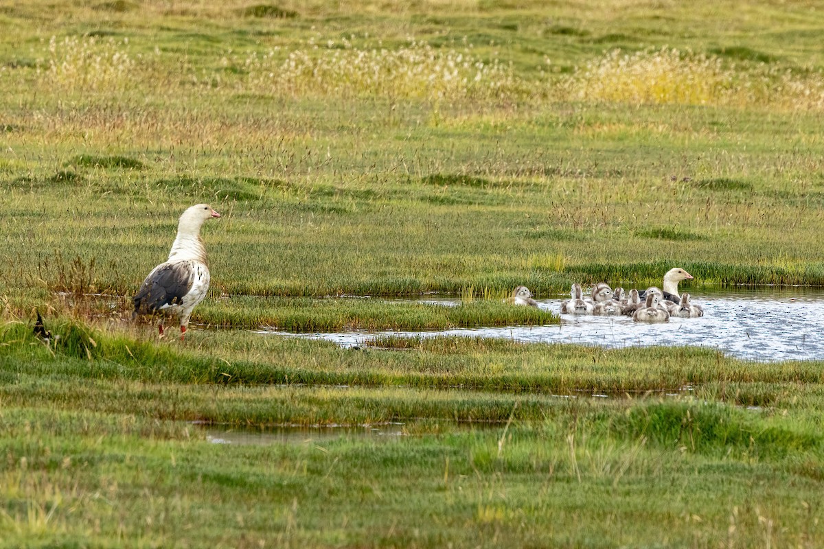 Andean Goose - ML616294265