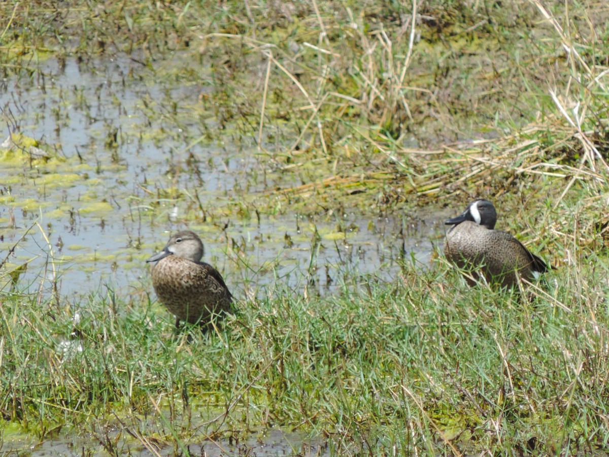 Blue-winged Teal - ML616294324