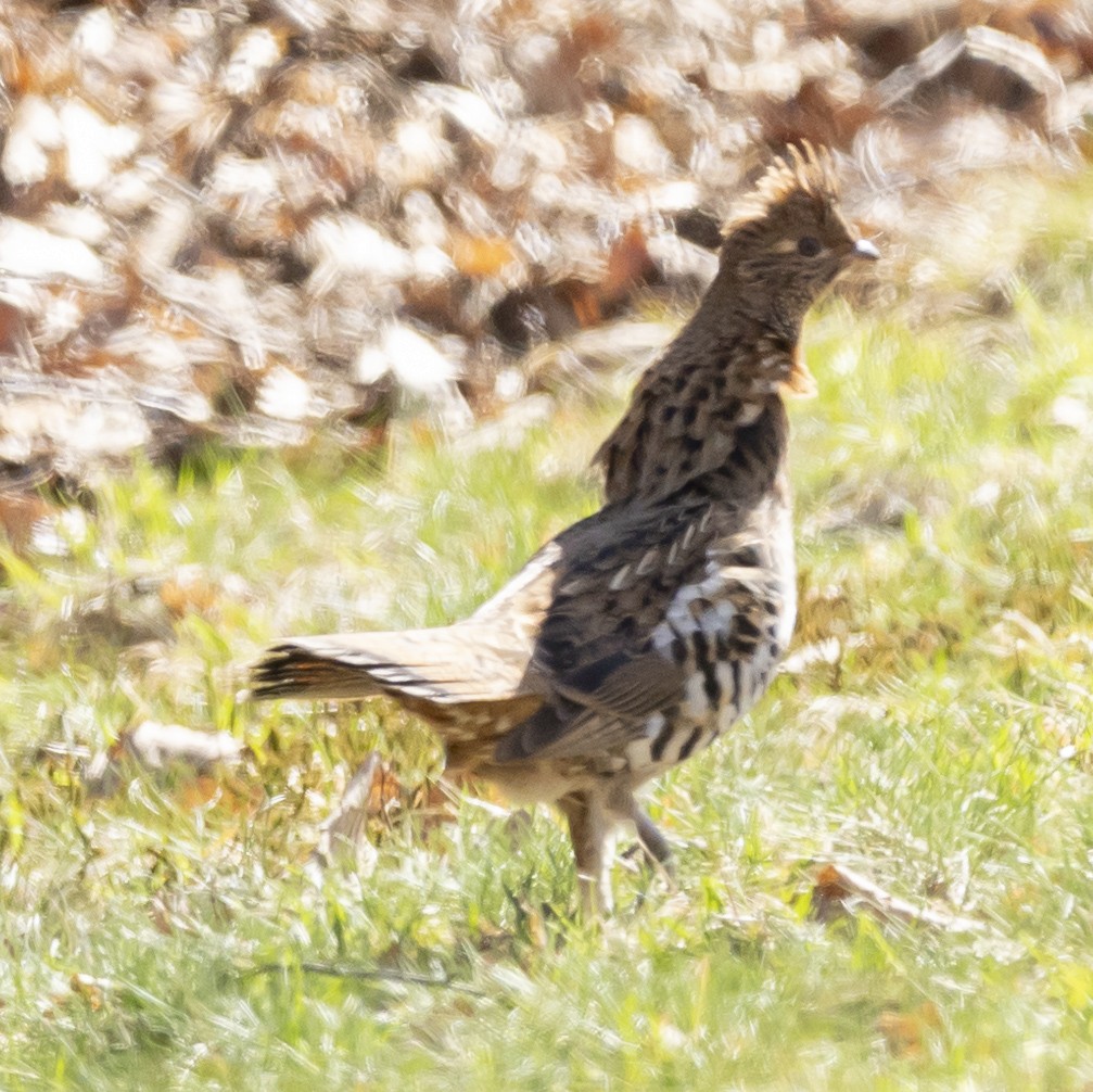 Ruffed Grouse - ML616294329