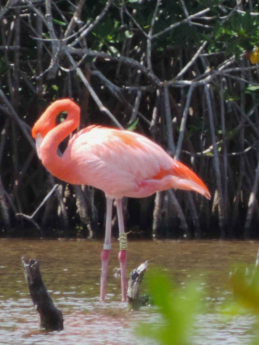 American Flamingo - ML616294341