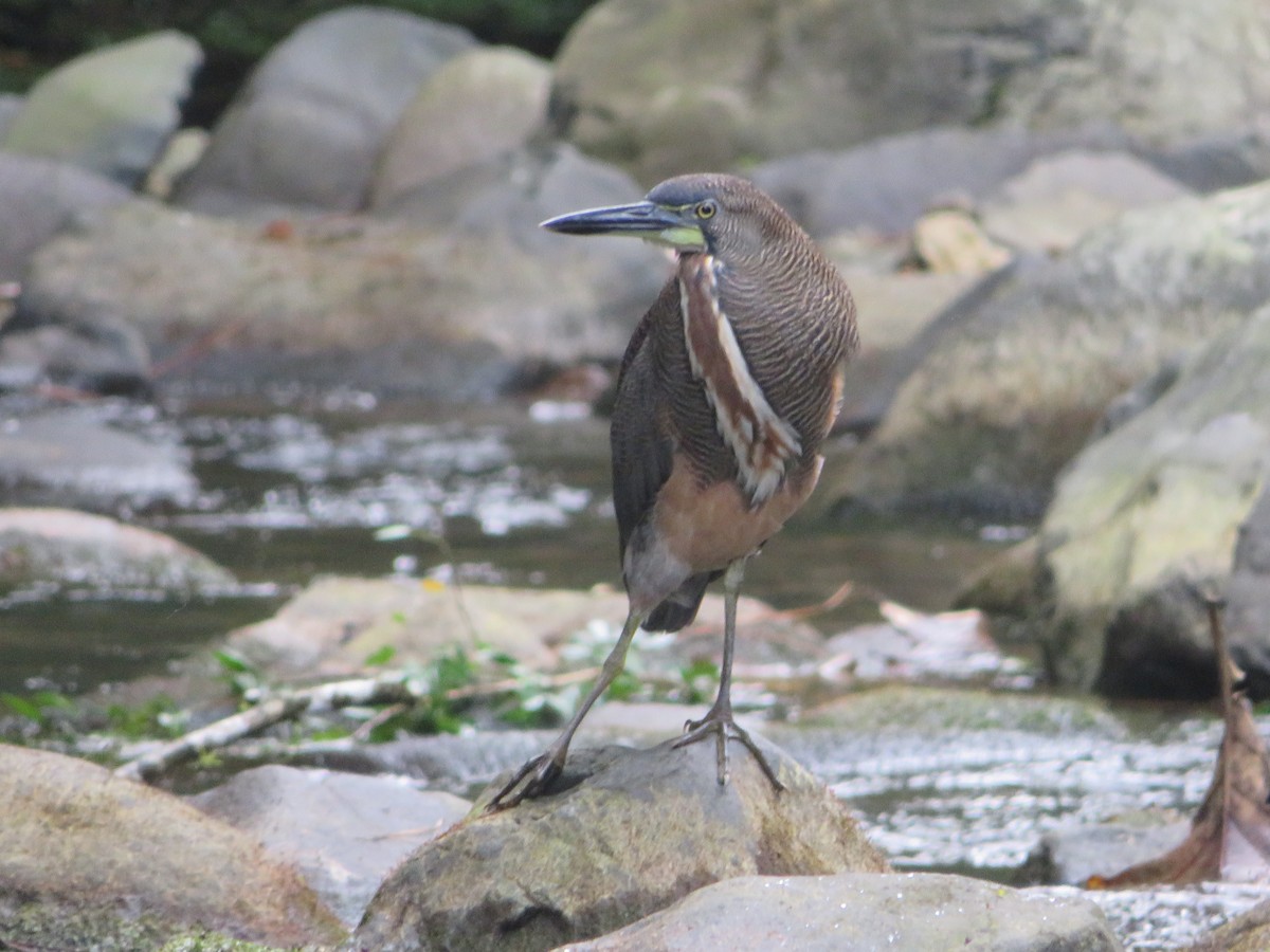 Fasciated Tiger-Heron - Joshimar Navarro