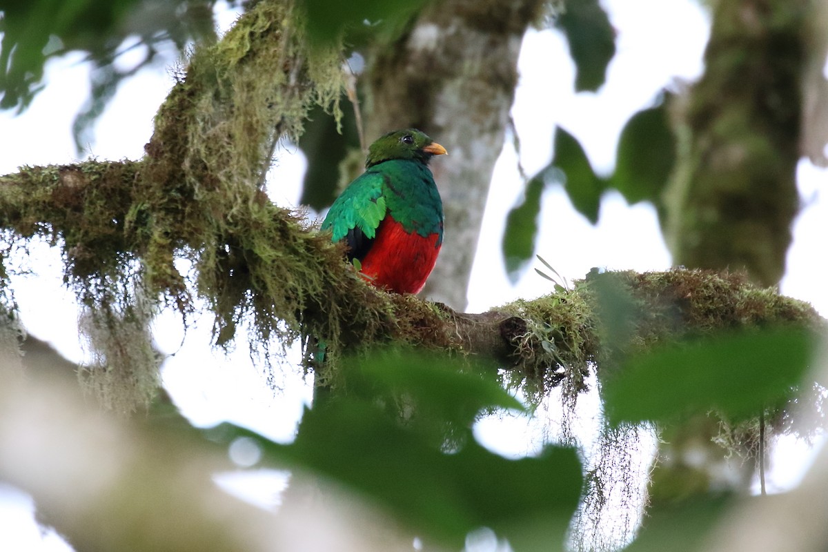 Golden-headed Quetzal - Corné Pieterse