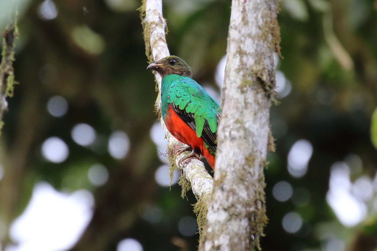 Golden-headed Quetzal - ML616294366