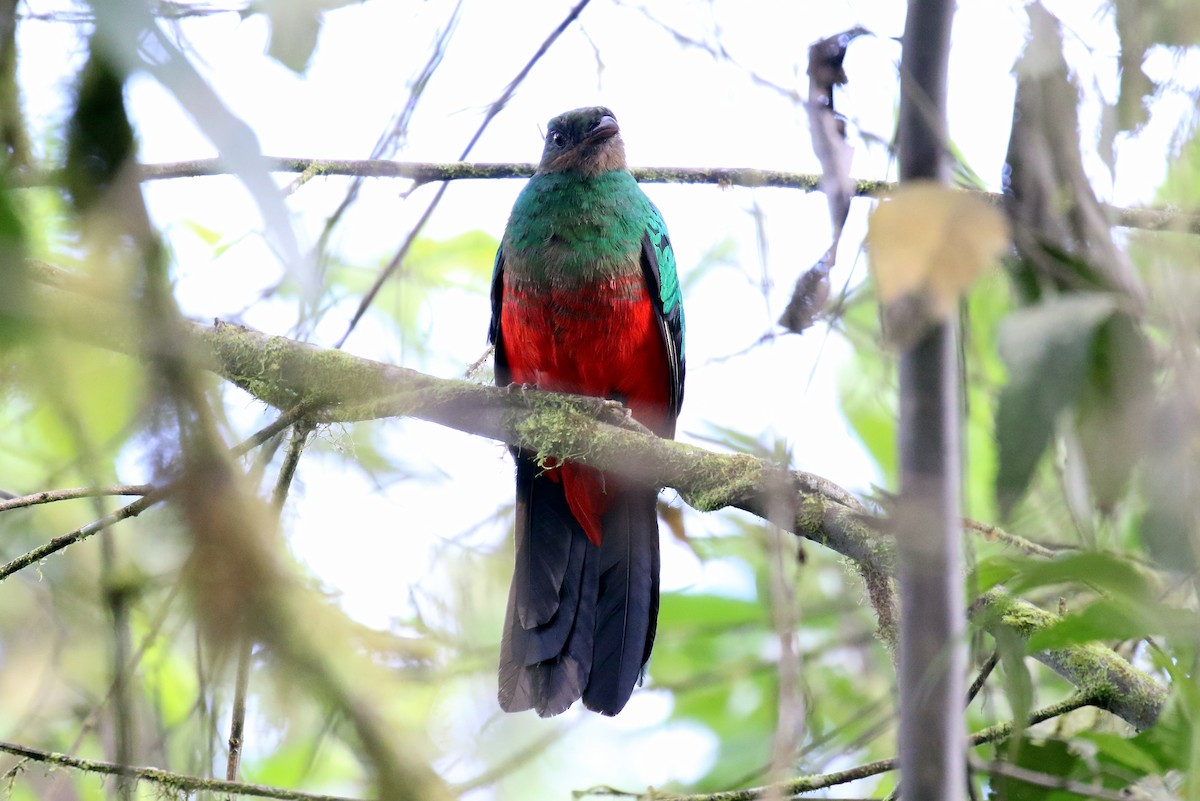 Golden-headed Quetzal - ML616294367