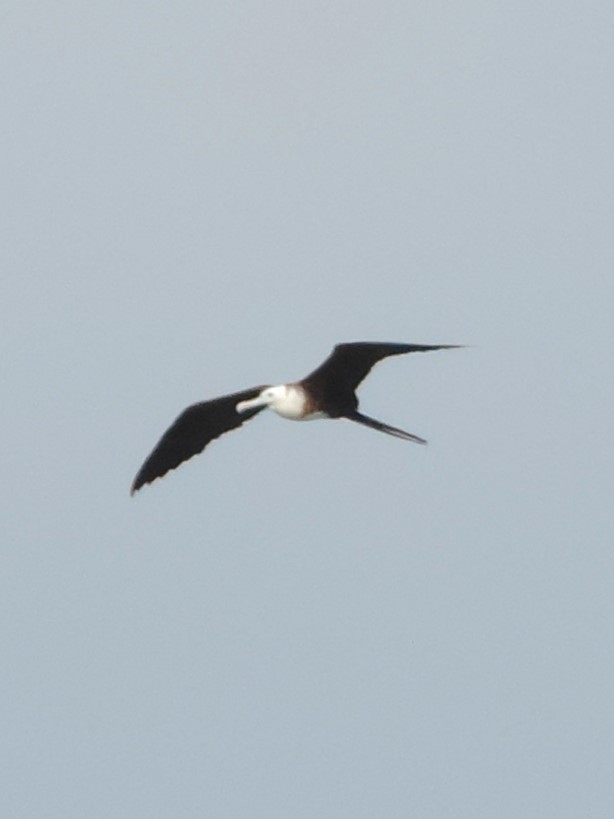 Magnificent Frigatebird - ML616294377