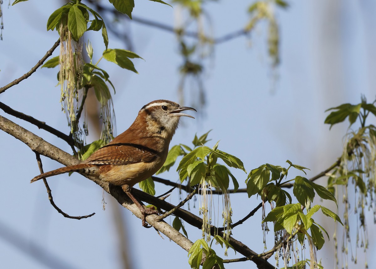Carolina Wren - ML616294382