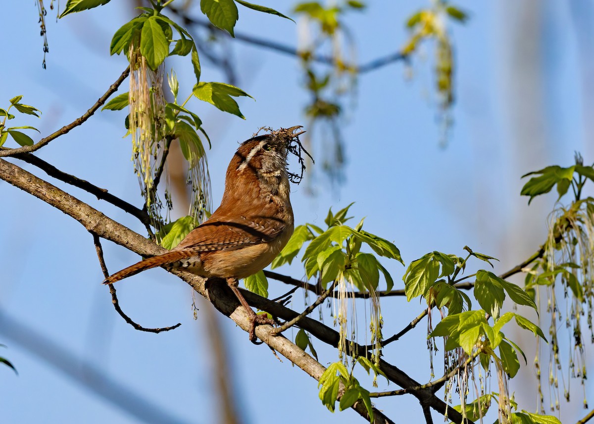 Carolina Wren - ML616294383