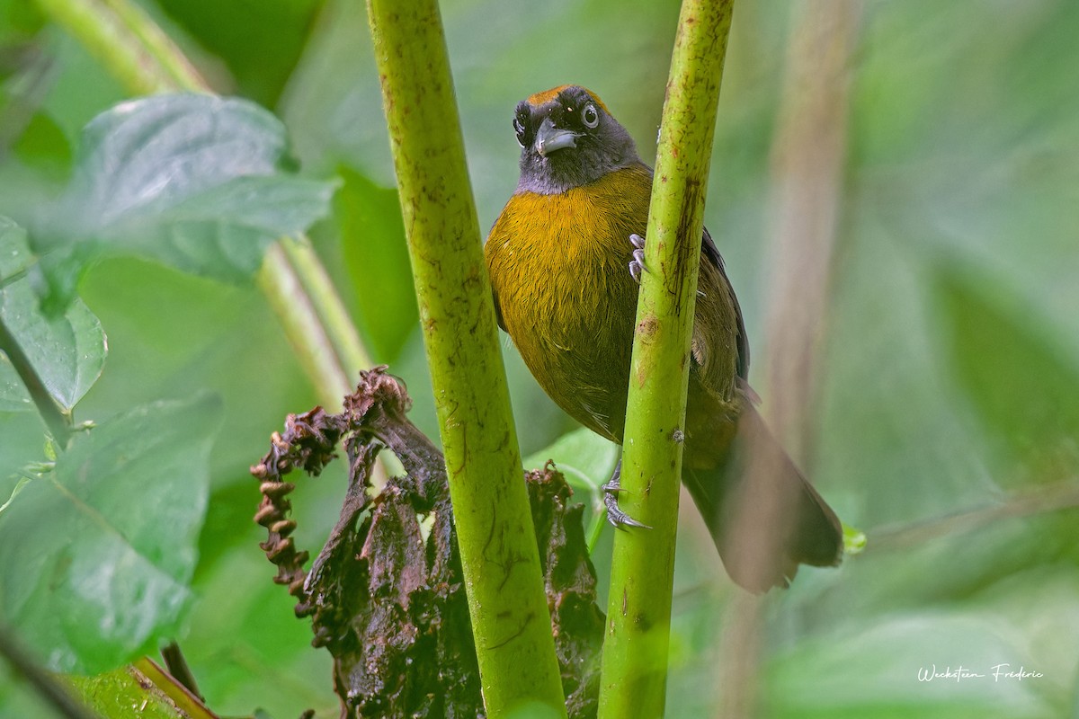 Dusky-faced Tanager - ML616294392