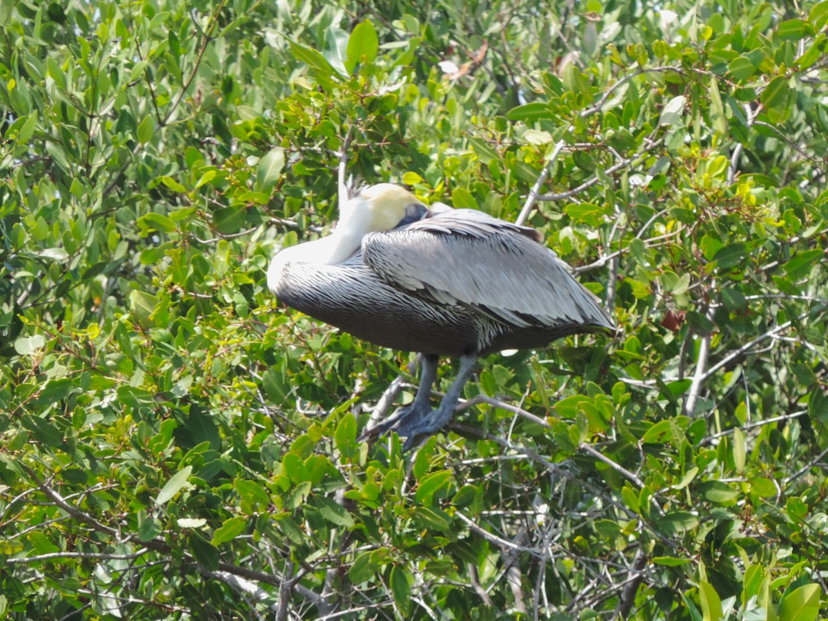 Brown Pelican - ML616294393