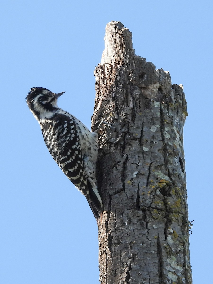 Nuttall's Woodpecker - Susan Tenney