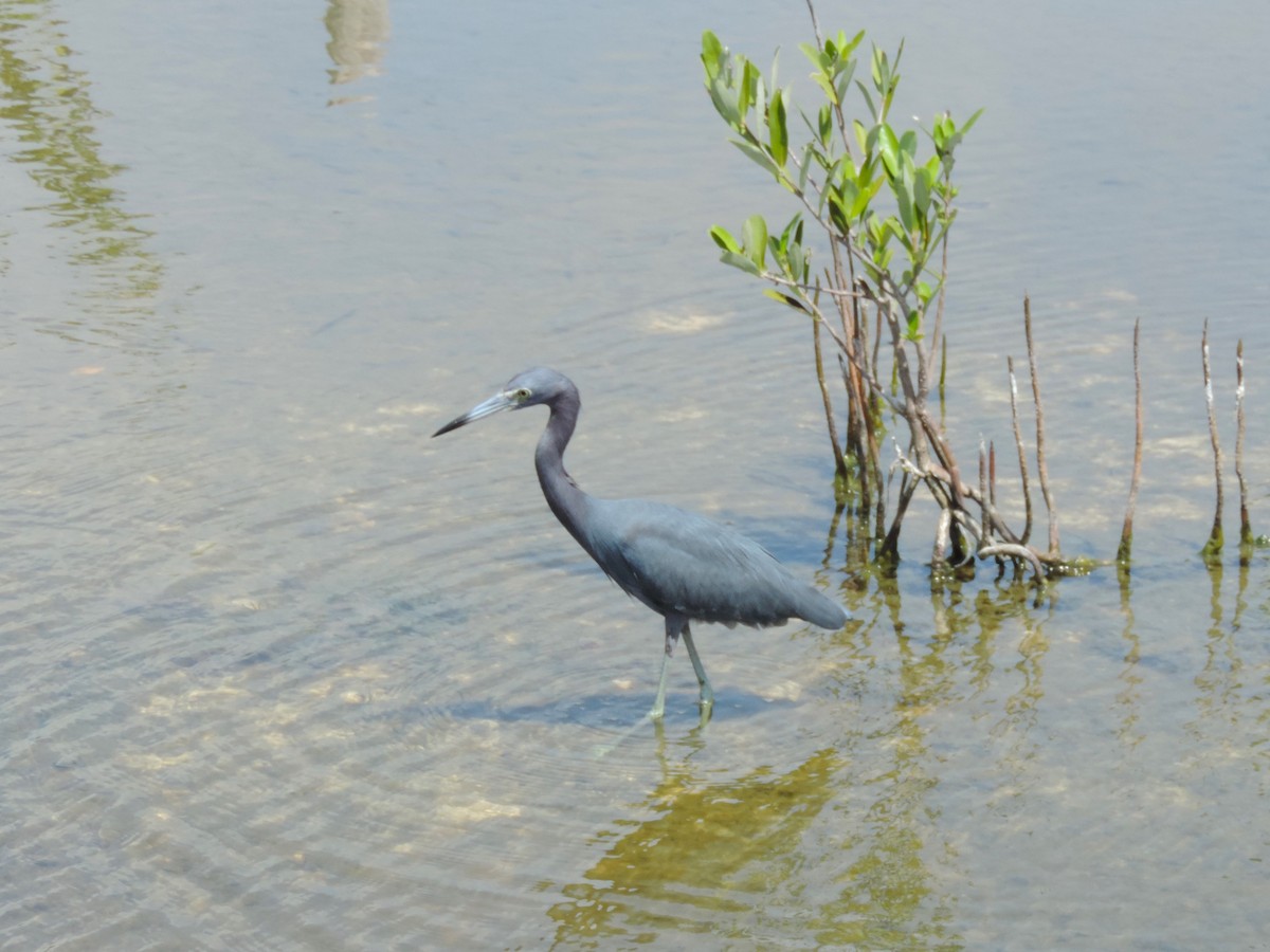 Little Blue Heron - Kathryn Hyndman