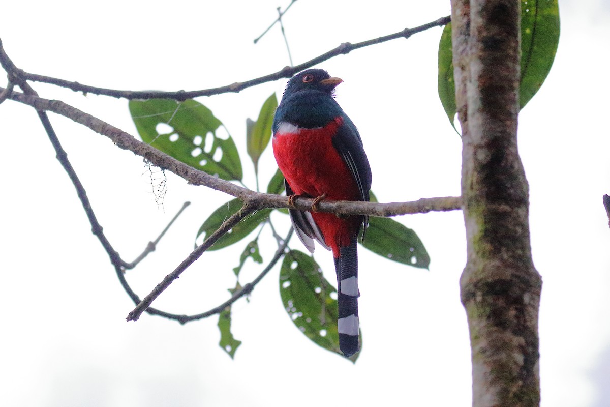 Masked Trogon - ML616294447