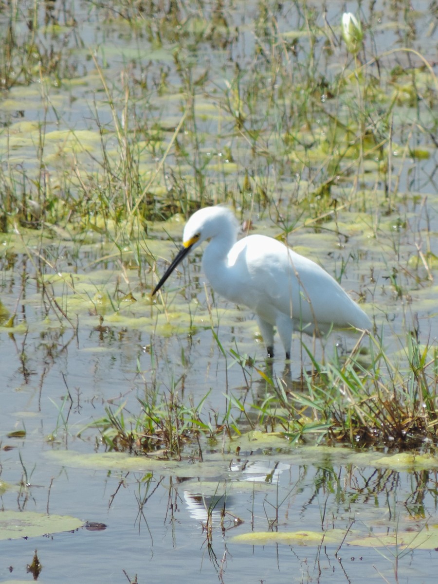 Snowy Egret - ML616294466