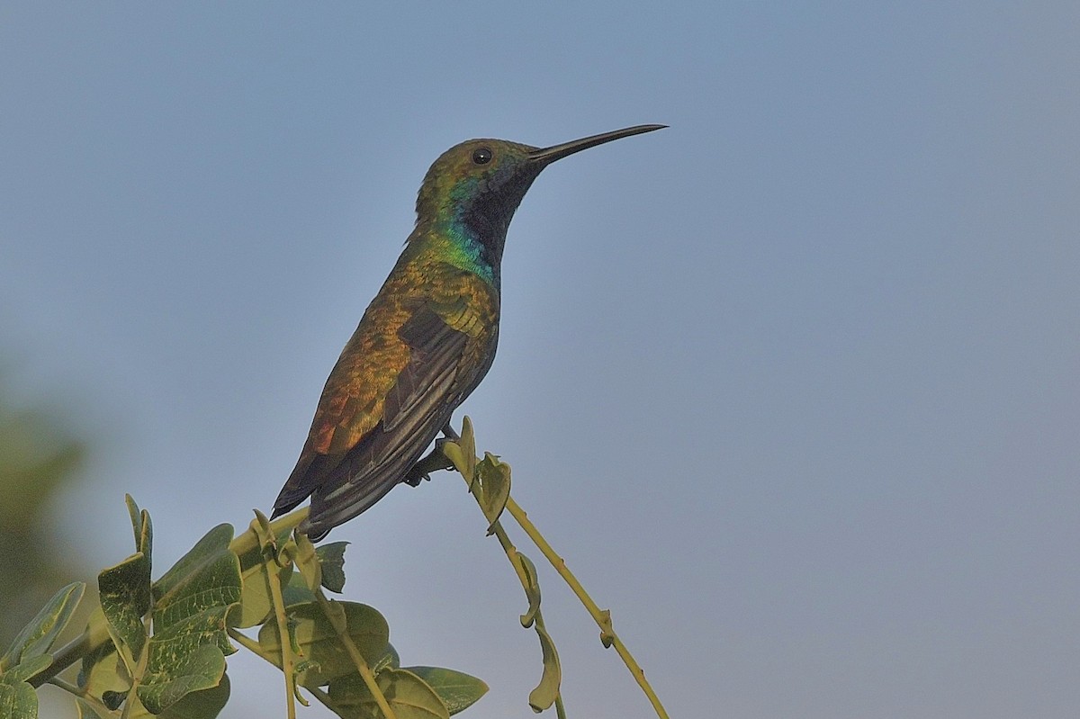 kolibřík zelenohrdlý - ML616294475