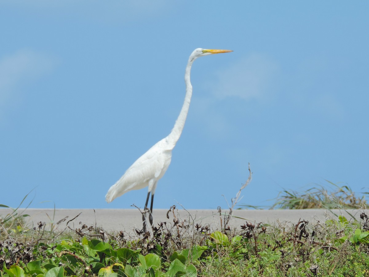 Great Egret - ML616294479