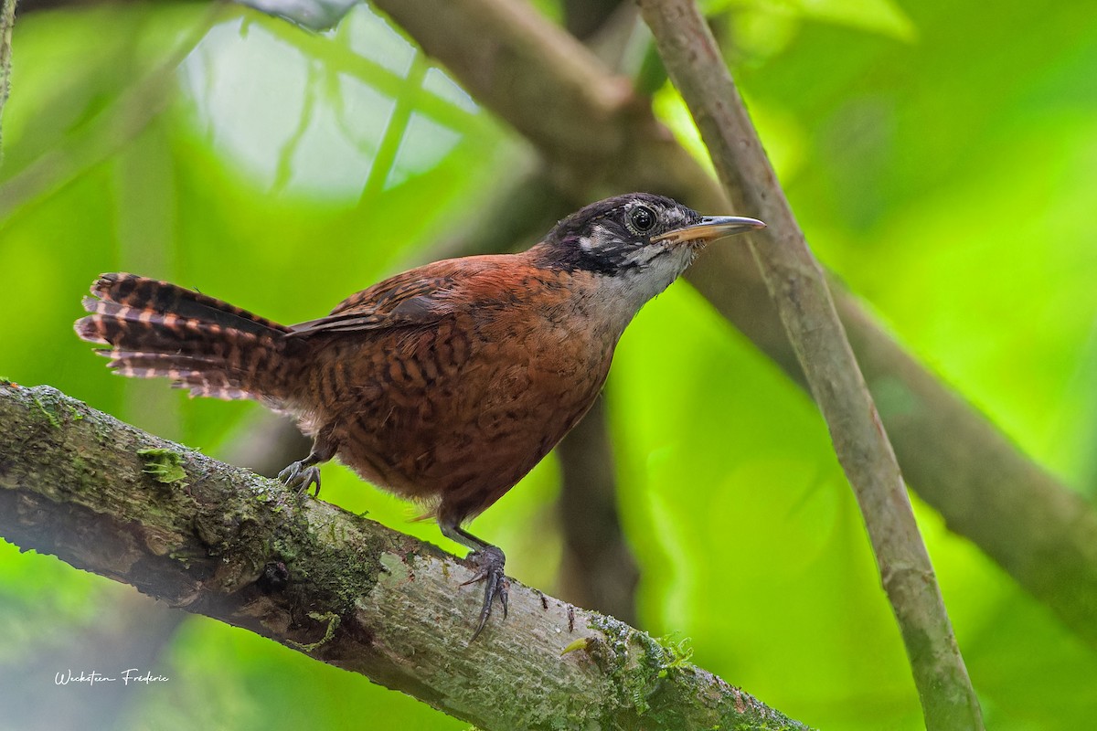 Bay Wren - Frédéric WECKSTEEN