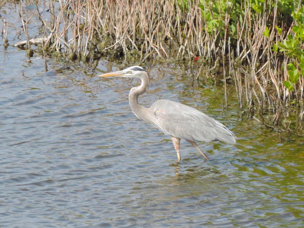 Great Blue Heron - ML616294491