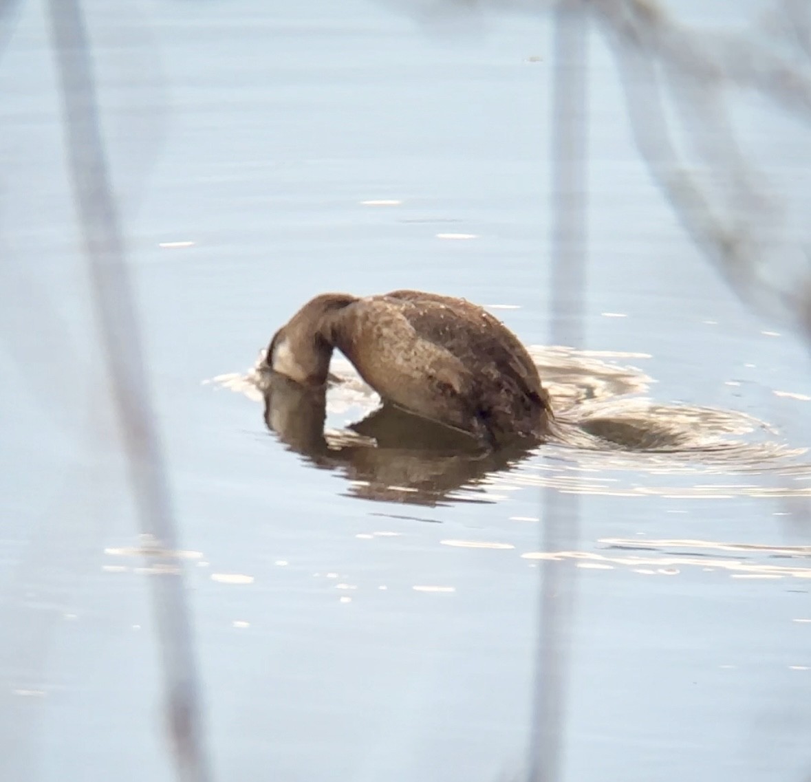 Ruddy Duck - ML616294540