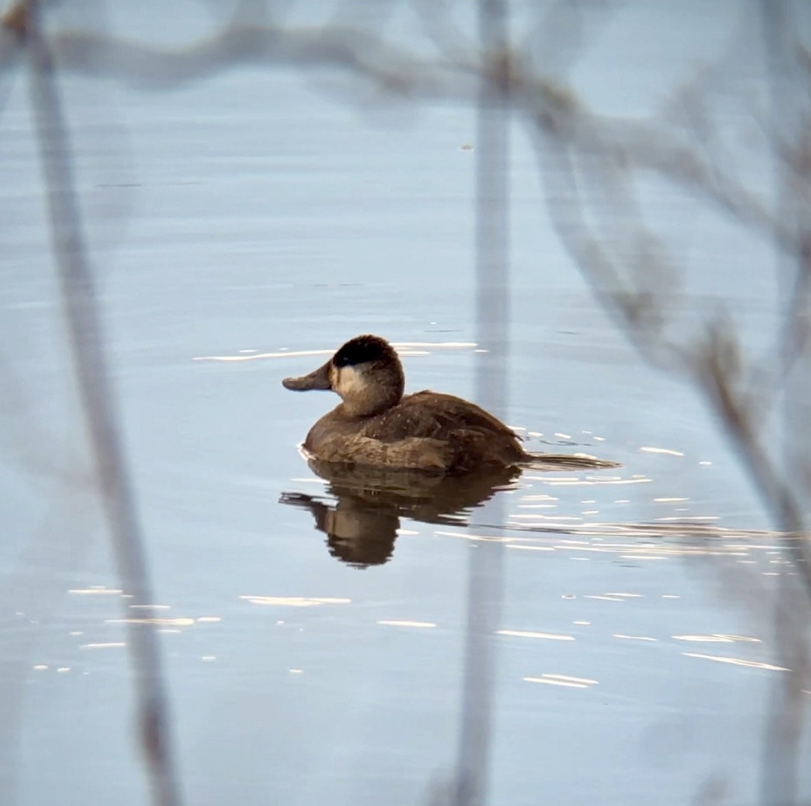 Ruddy Duck - ML616294542