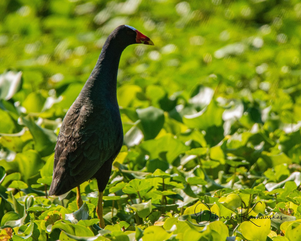 Purple Gallinule - Deborah Kainauskas