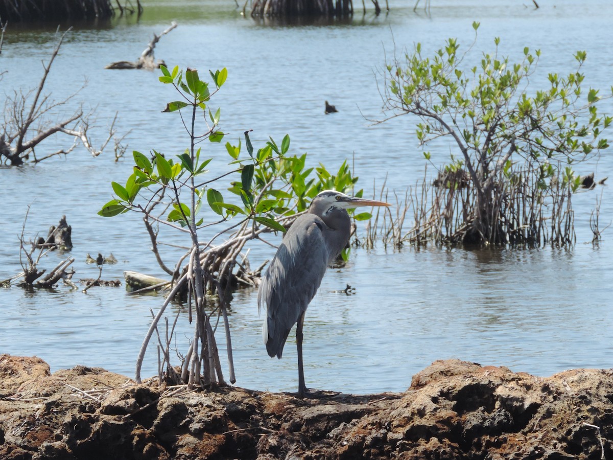 Great Blue Heron - Kathryn Hyndman