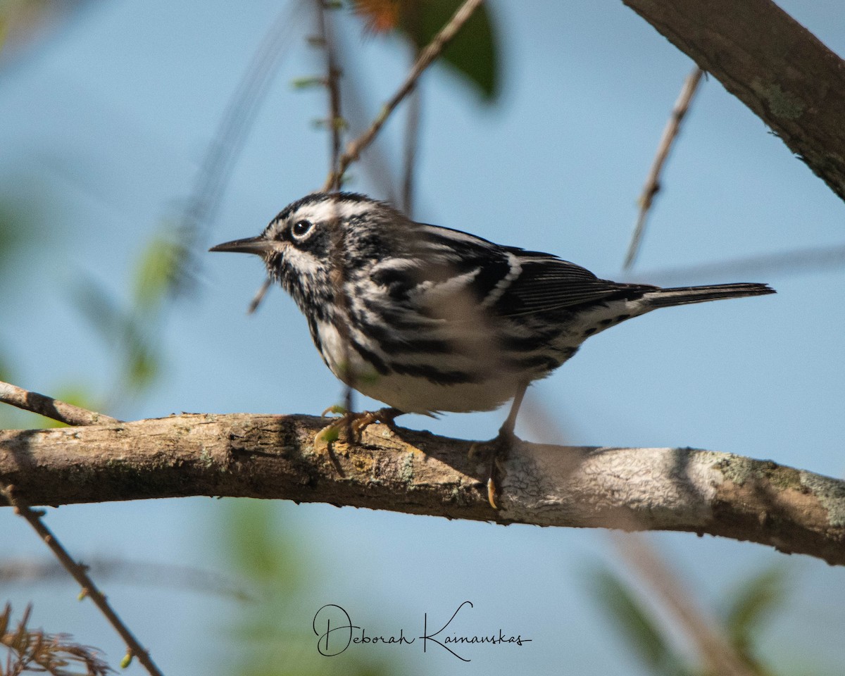 Black-and-white Warbler - Deborah Kainauskas