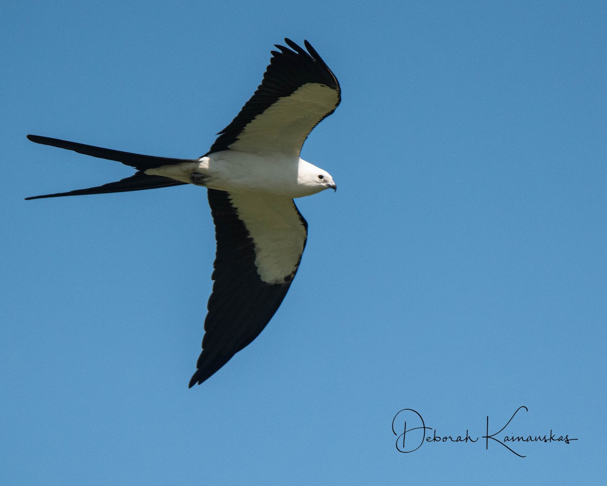 Swallow-tailed Kite - Deborah Kainauskas