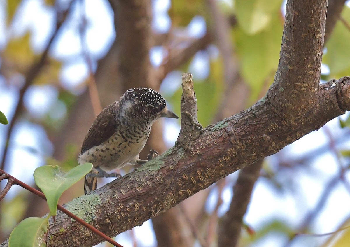 White-bellied Piculet - ML616294696