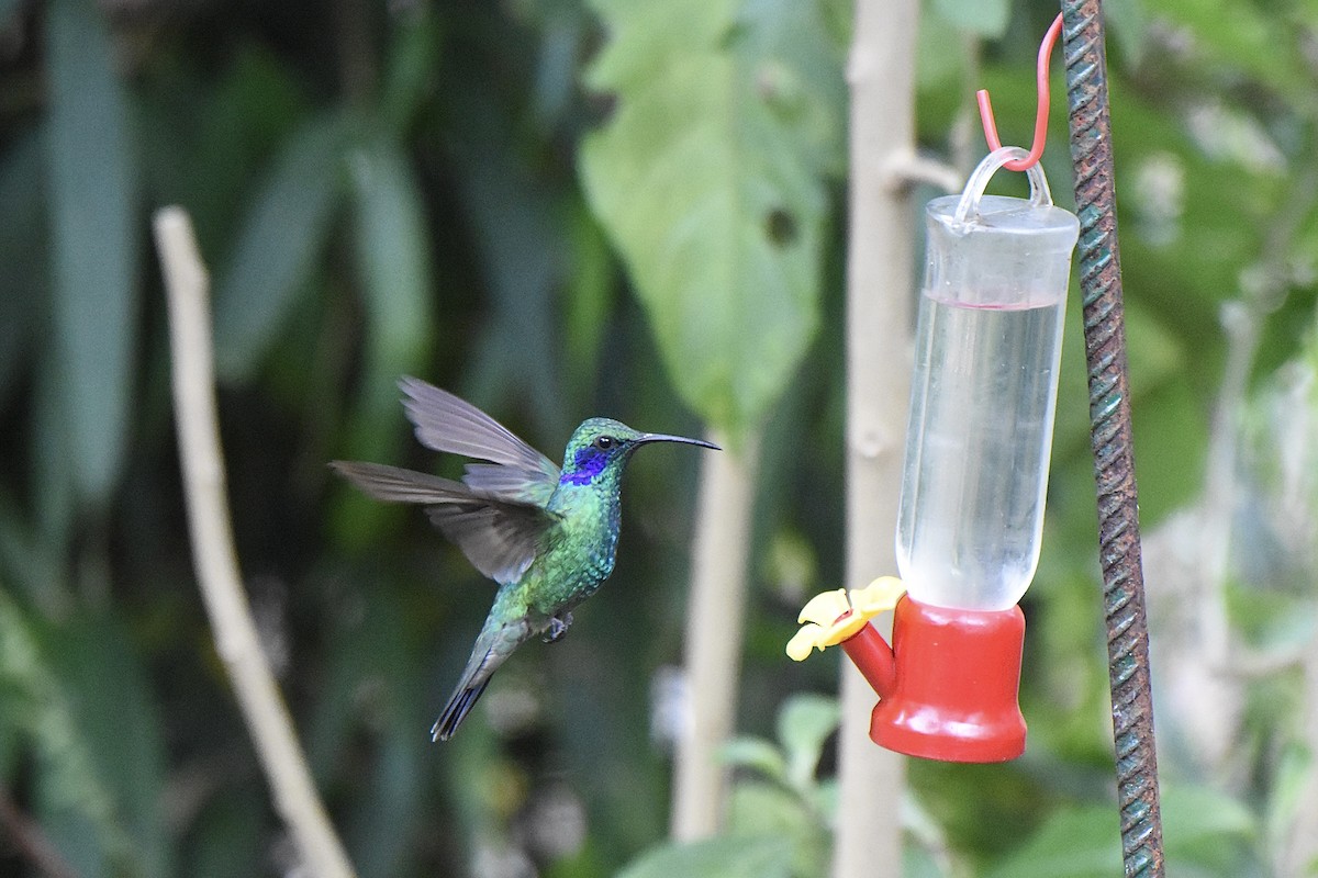 kolibřík modrouchý - ML616294698