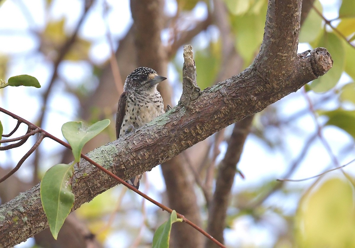 White-bellied Piculet - ML616294714