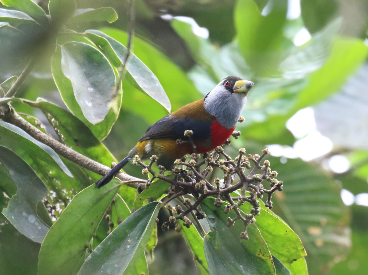 Toucan Barbet - Corné Pieterse