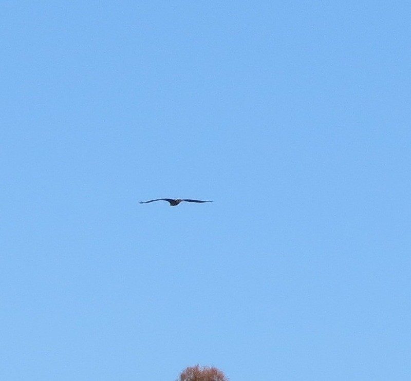 Bald Eagle - Chuck Burt