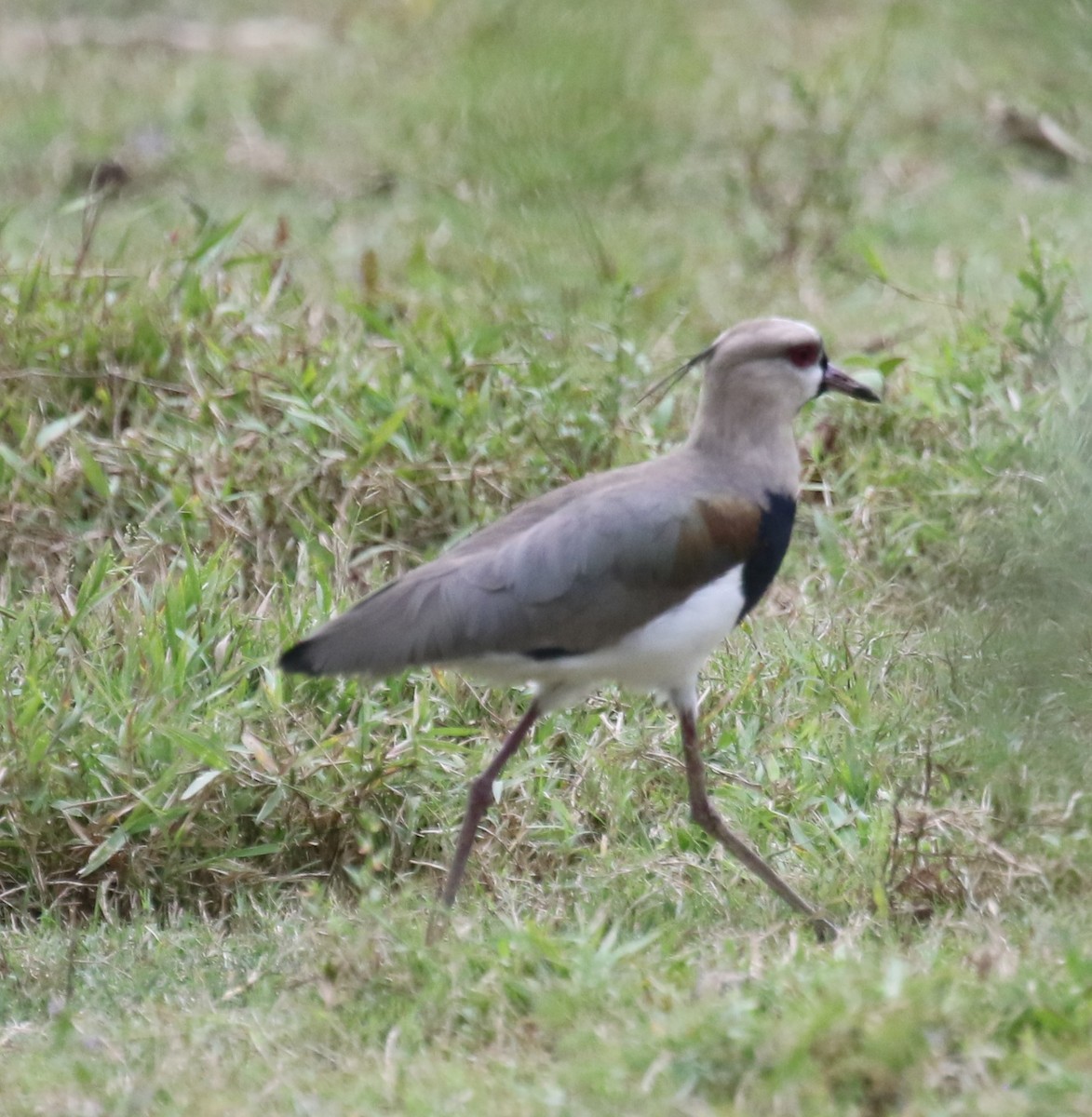 Southern Lapwing - ML616294837