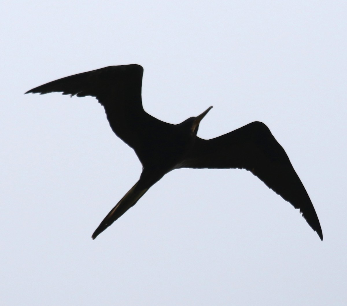 Magnificent Frigatebird - ML616294851