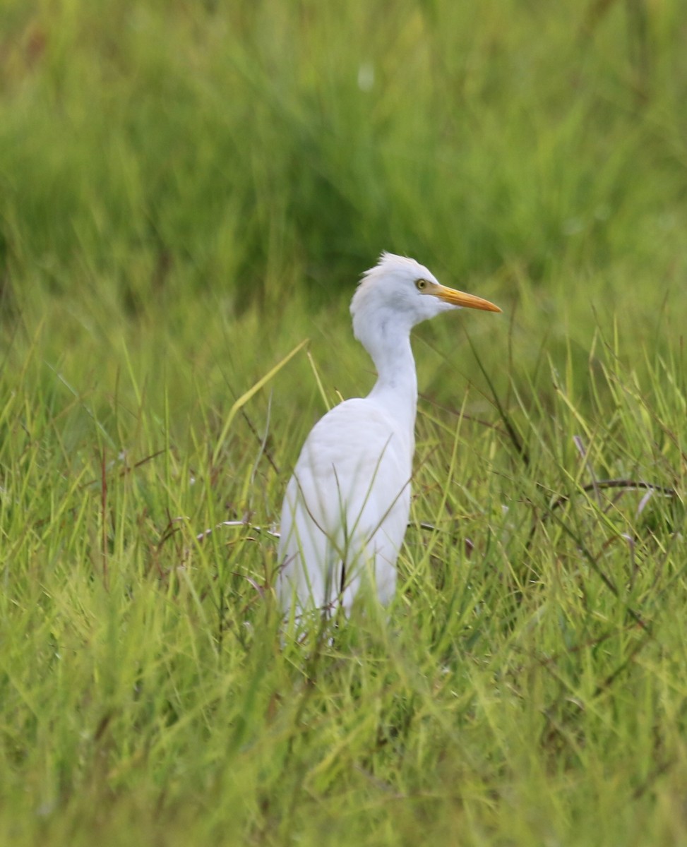 Western Cattle Egret - ML616294862