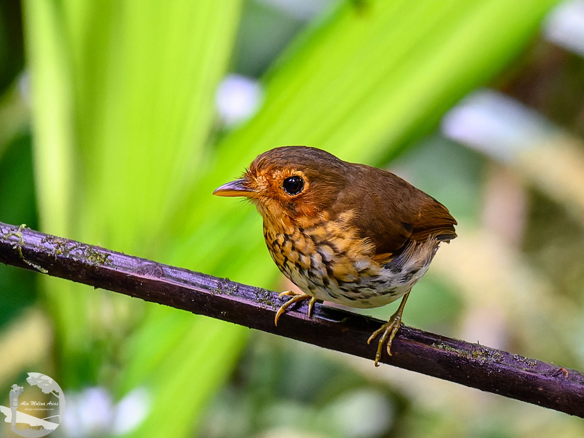 Ochre-breasted Antpitta - Alex Molina