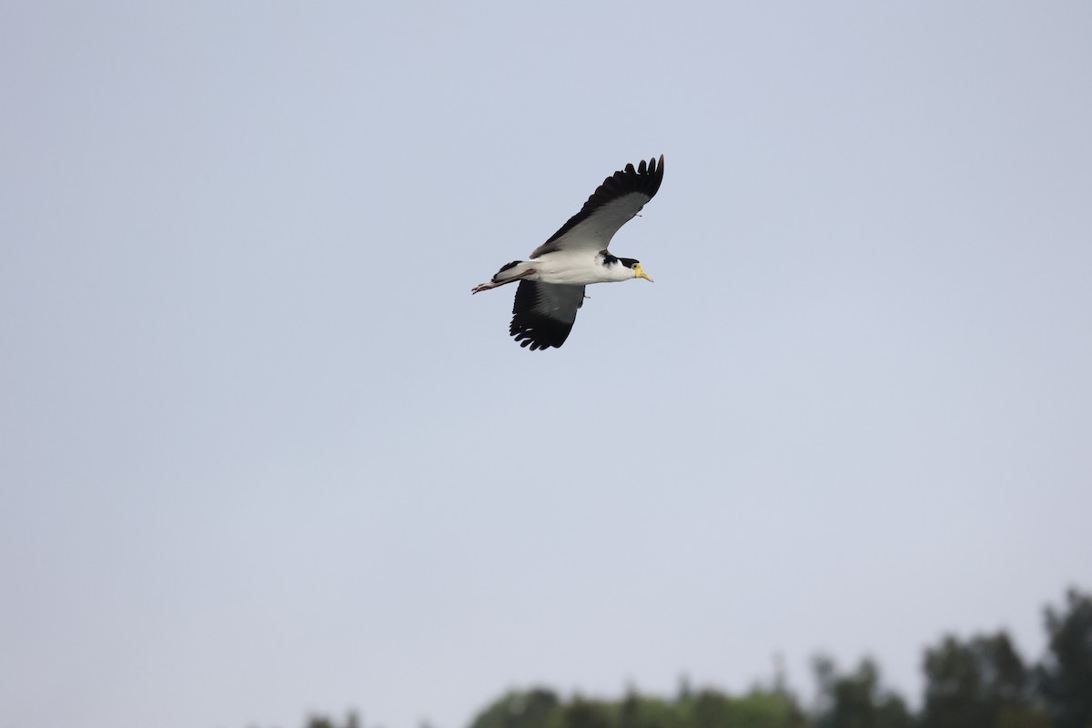 Masked Lapwing (Black-shouldered) - Alicia Williams