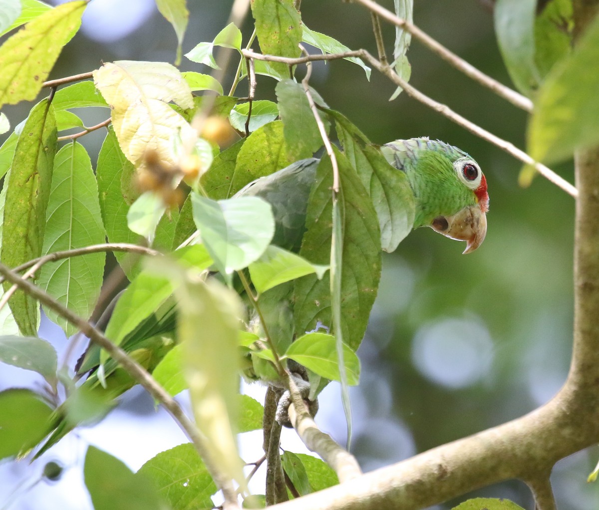 Red-lored Parrot - ML616294893