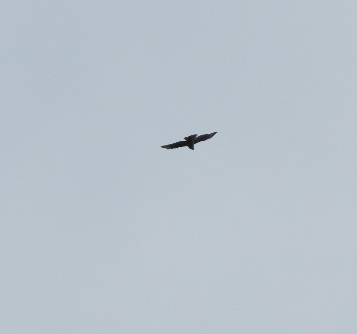 Swainson's Hawk - Chuck Burt