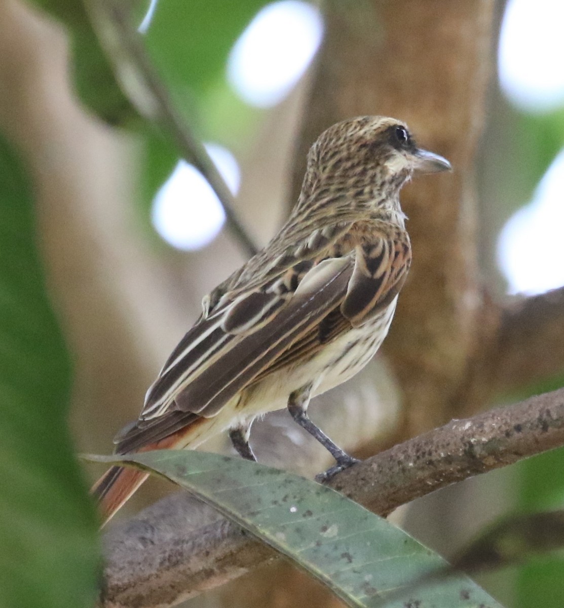 Streaked Flycatcher - ML616294919